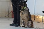 perros - 10 perros