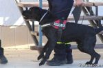 perros - 27 perros
