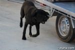 perros - 33 perros