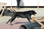 perros - 34 perros